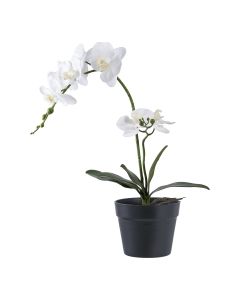 Dirbtinė orchidėja – žalia / balta